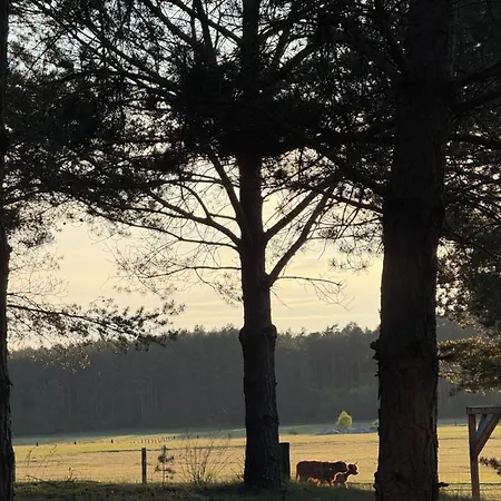 Tiny House In The Forest *