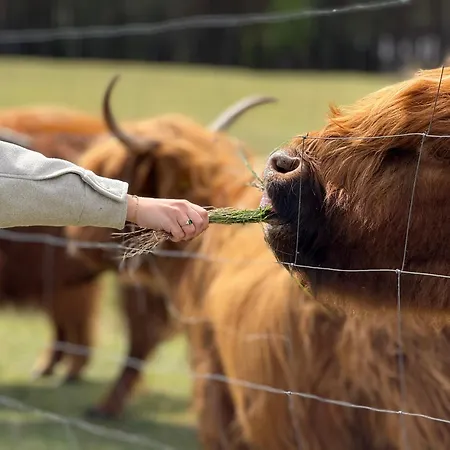 Tiny House In The Forest Szlachta