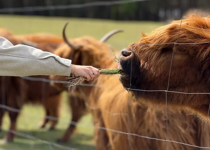 Tiny House In The Forest Szlachta